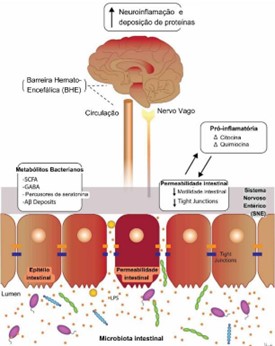 Vias moleculares envolvidas no eixo intestino-encéfalo. (Adaptado de Ambrosini et al., 2019 para o português)