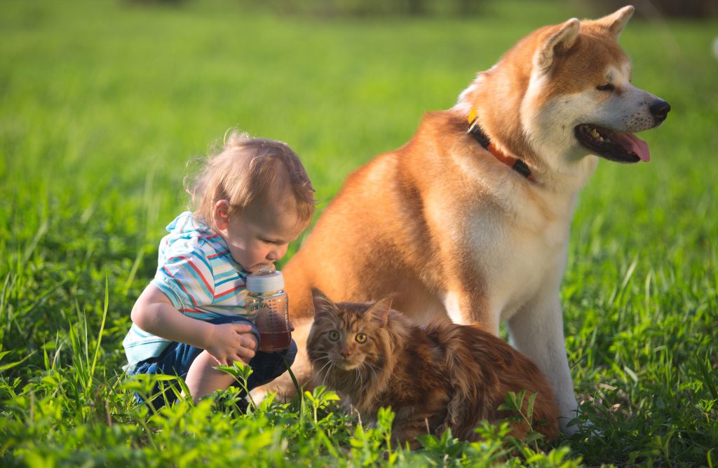 Bebê sentado na grama ao lado de um cão e um gato