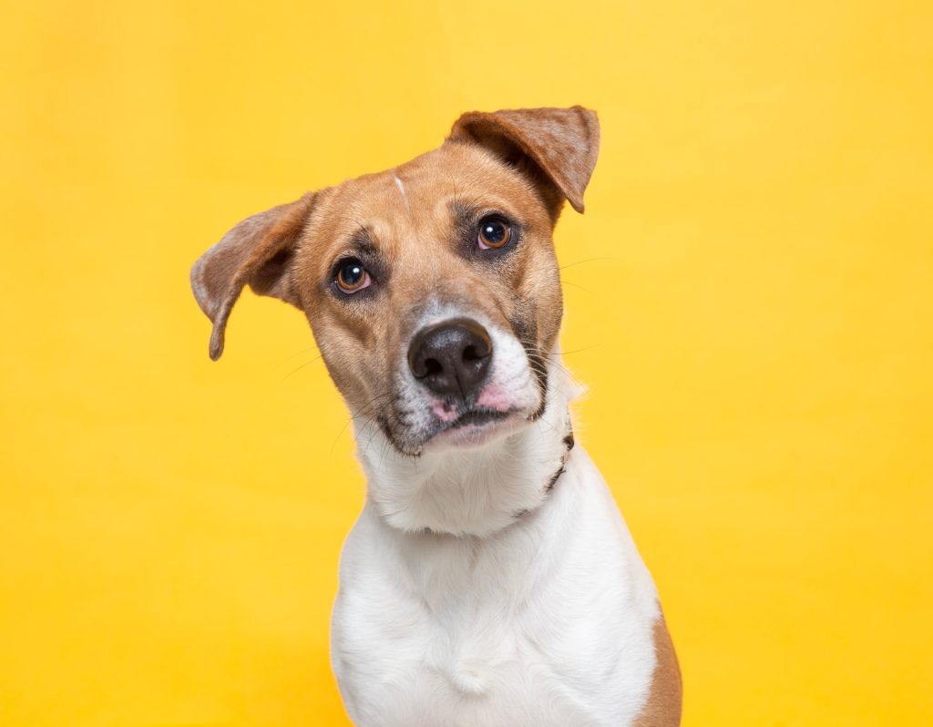 Cão com uma expressão de dúvida no fundo amarelo