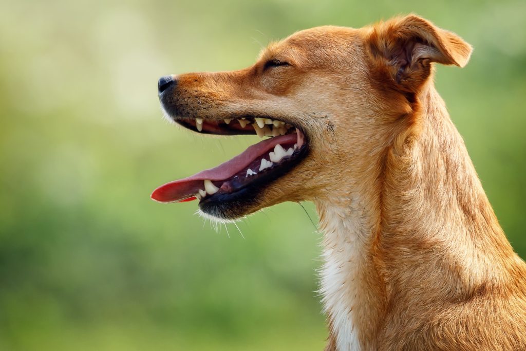 Cão SRD feliz e de boca aberta