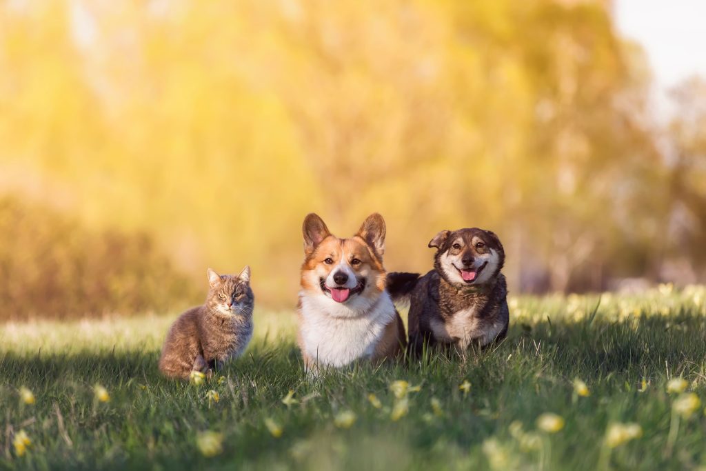 Gato e cães sentados sobre a grama no campo