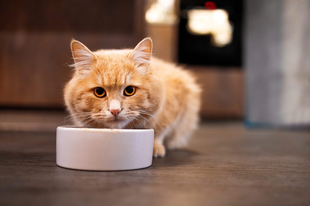 Gato laranja comendo em uma tigela