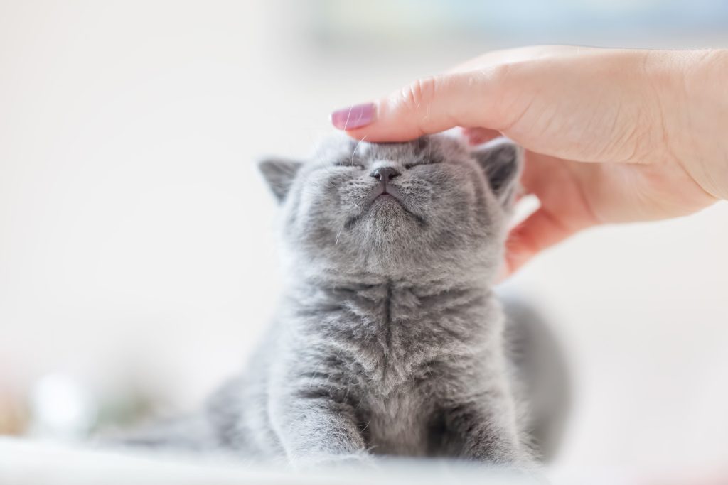 Gato recebendo carinho na cabeça