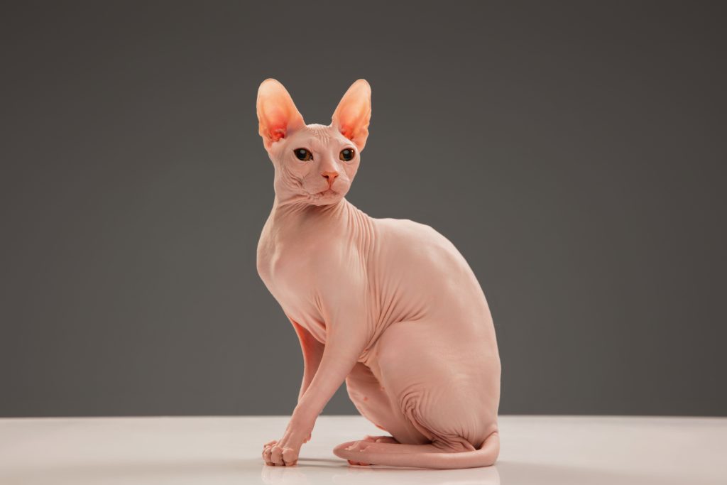 Gato Sphynx olhando para seu lado esquerdo