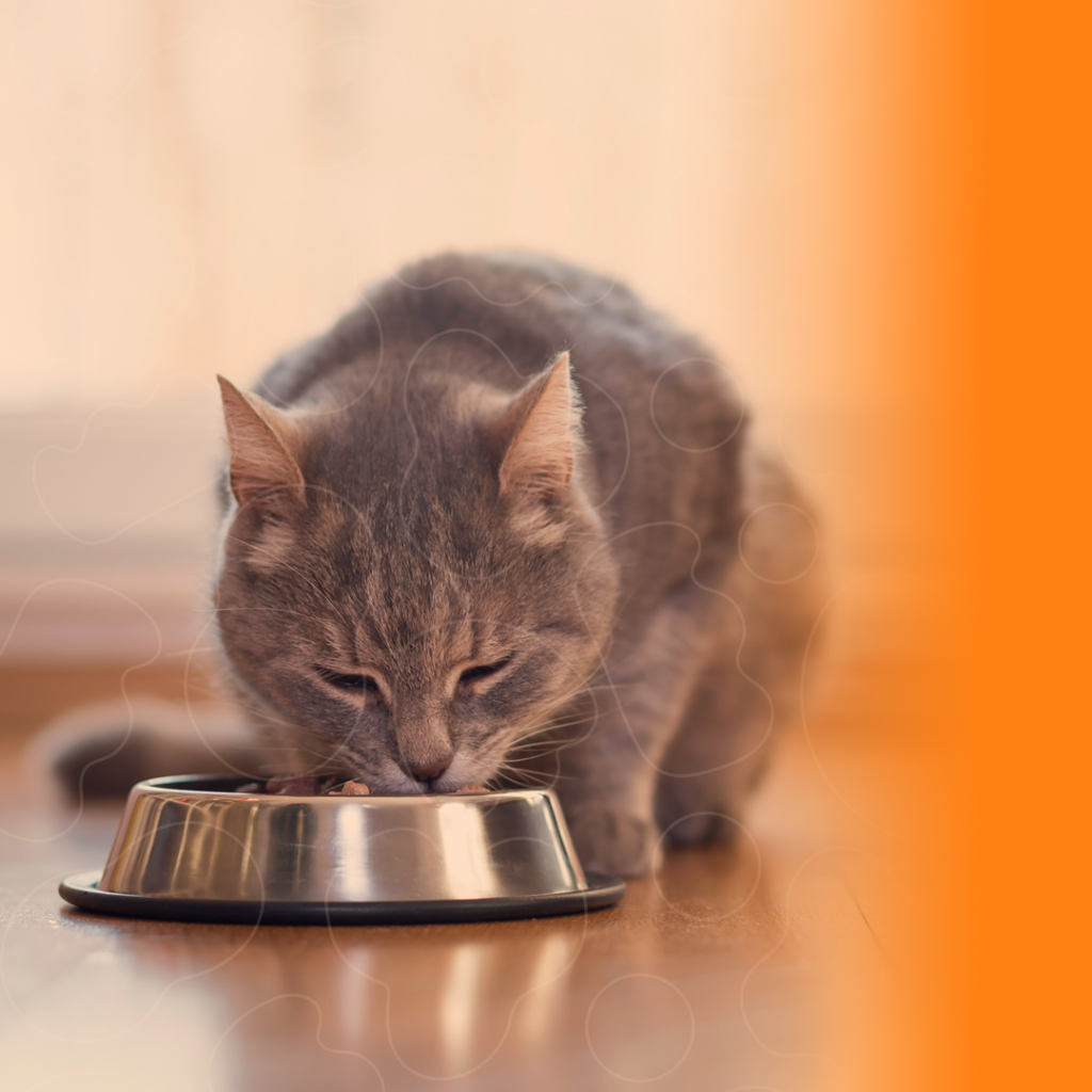 Gato cinza comendo alimento em tigela de alumínio