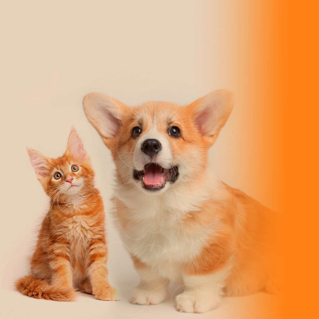 Gato laranja e Corgi Pembroke olhando para cima