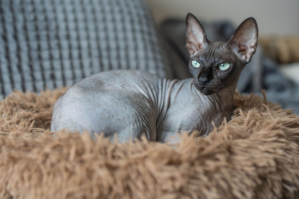 Gato Sphynx negro