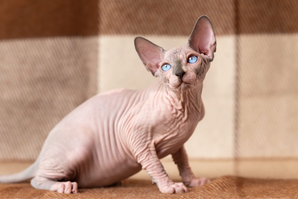 Gato Sphynx olhando para o seu lado direito