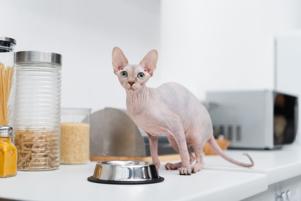 Gato Sphynx na cozinha com uma tigela de alumínio