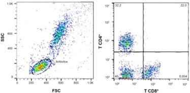 Atividade de proliferação de linfócitos e relação de linfócitos T CD4+:CD8+ observadas nos grupos experimentais