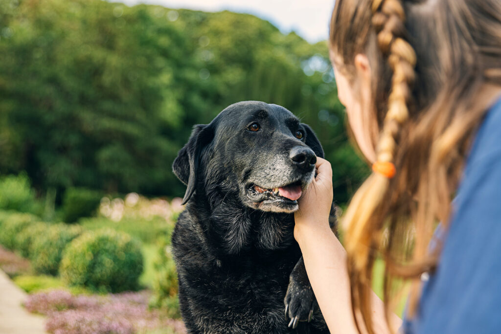 Cão olhando para seu tutor