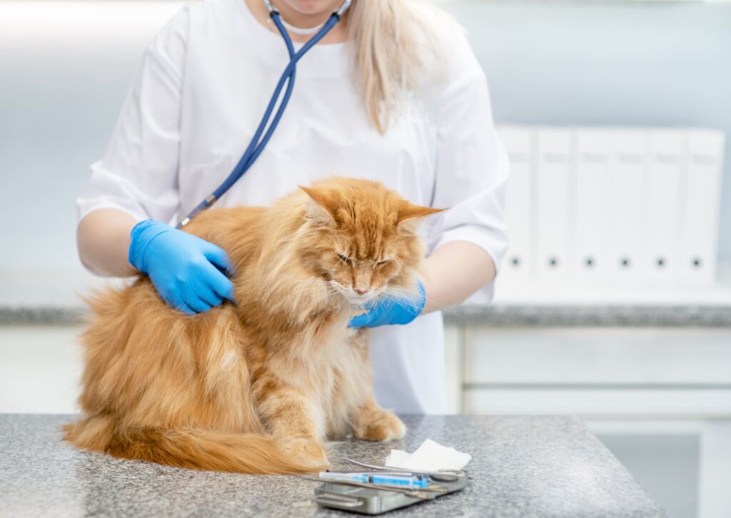 Gato sendo examinado por veterinária