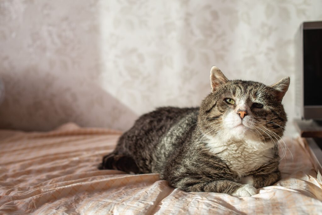 Gato sênior deitado na cama