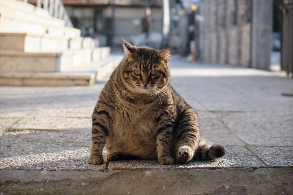 Gato obeso sentado na rua