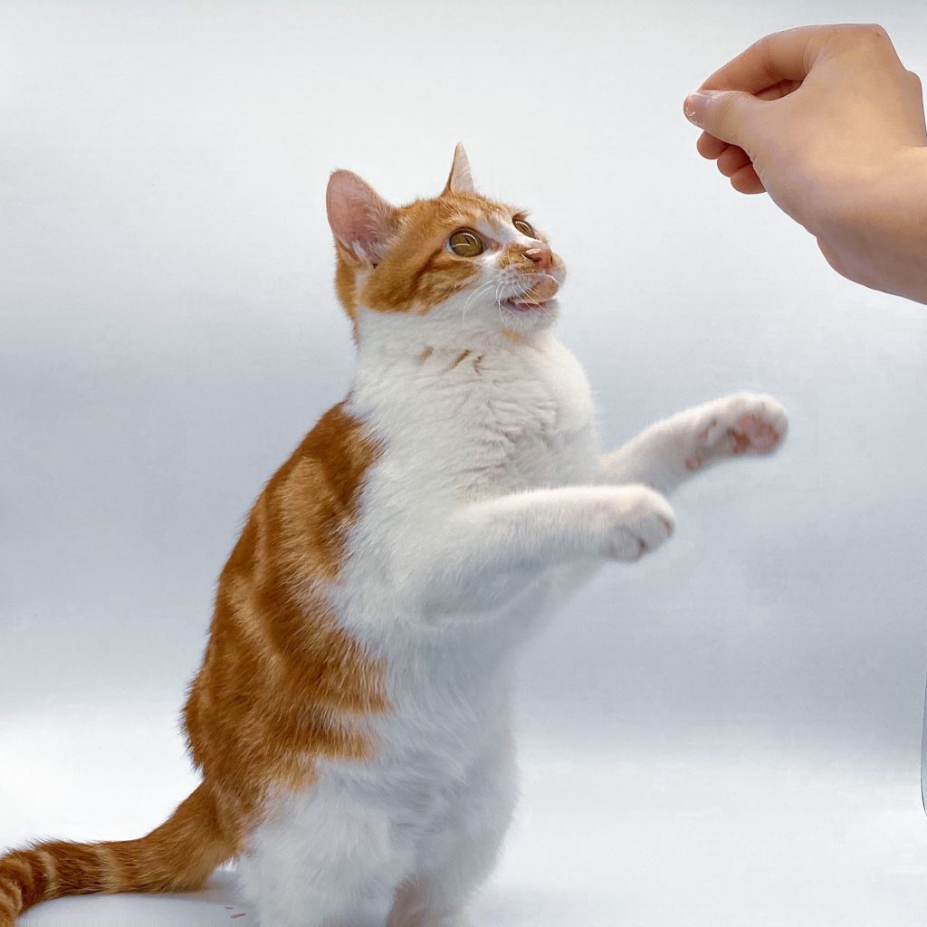 Gato sentado esperando receber petisco