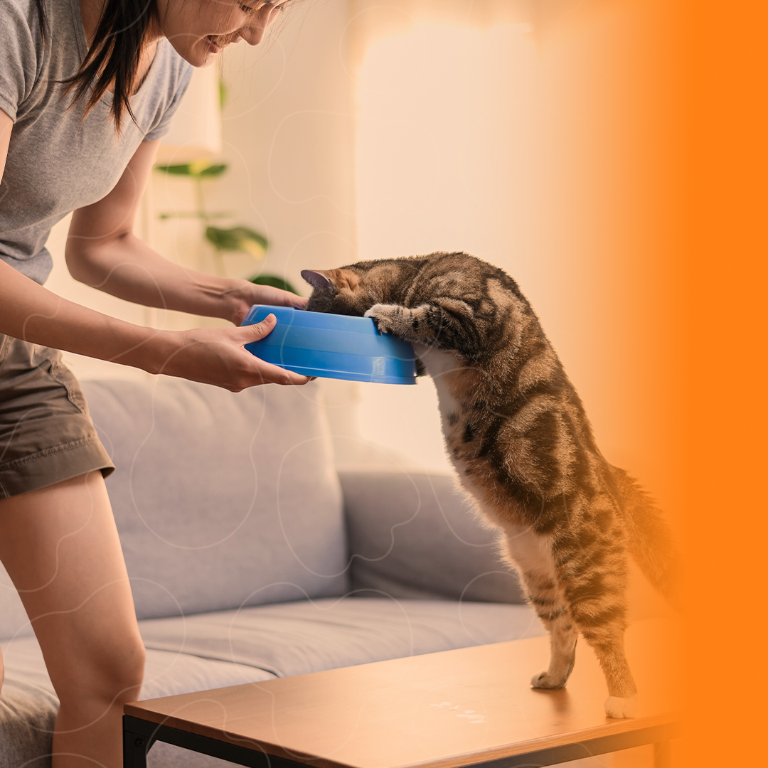 tutor dando comida para o gato em um tigela