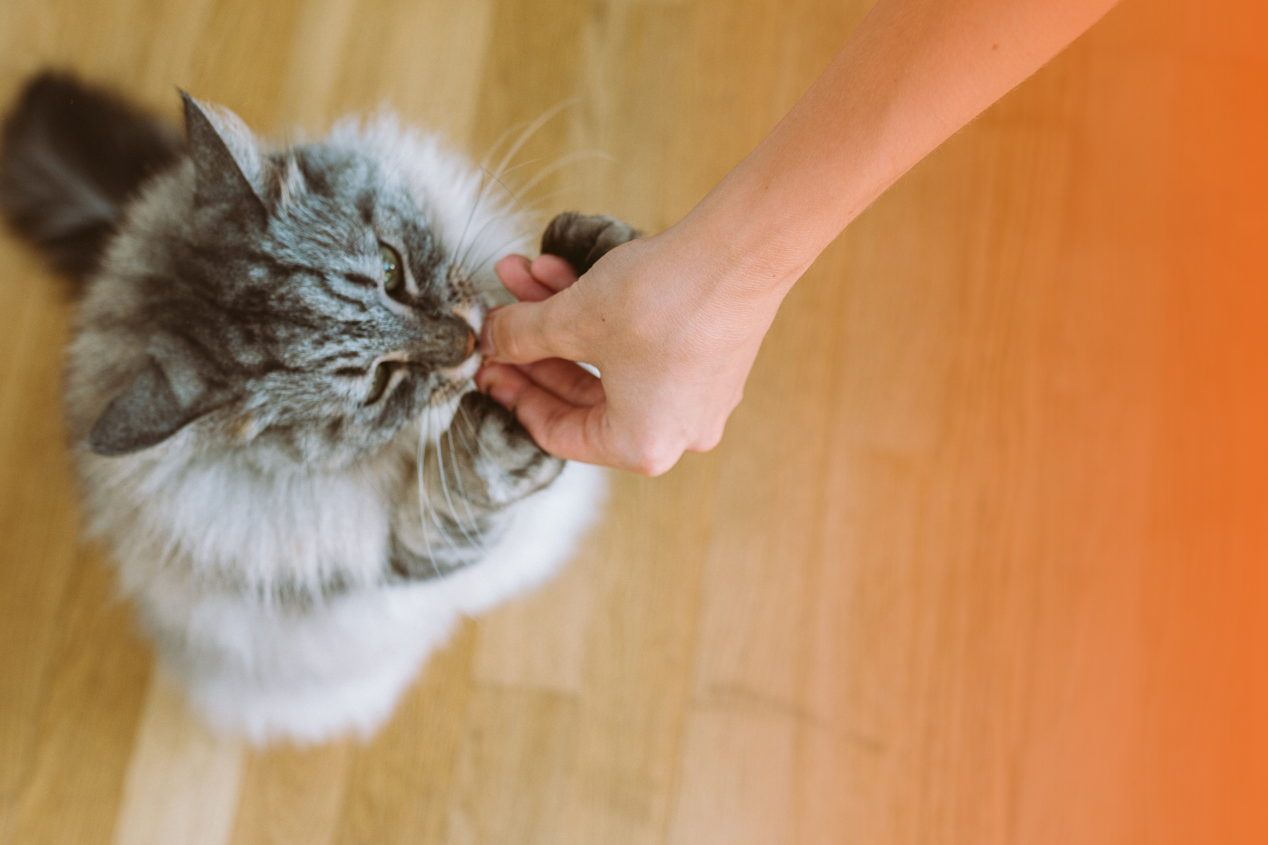 Posso dar comida de humanos para meu pet