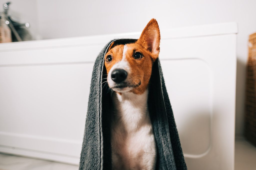 Cão com toalha na cabeça