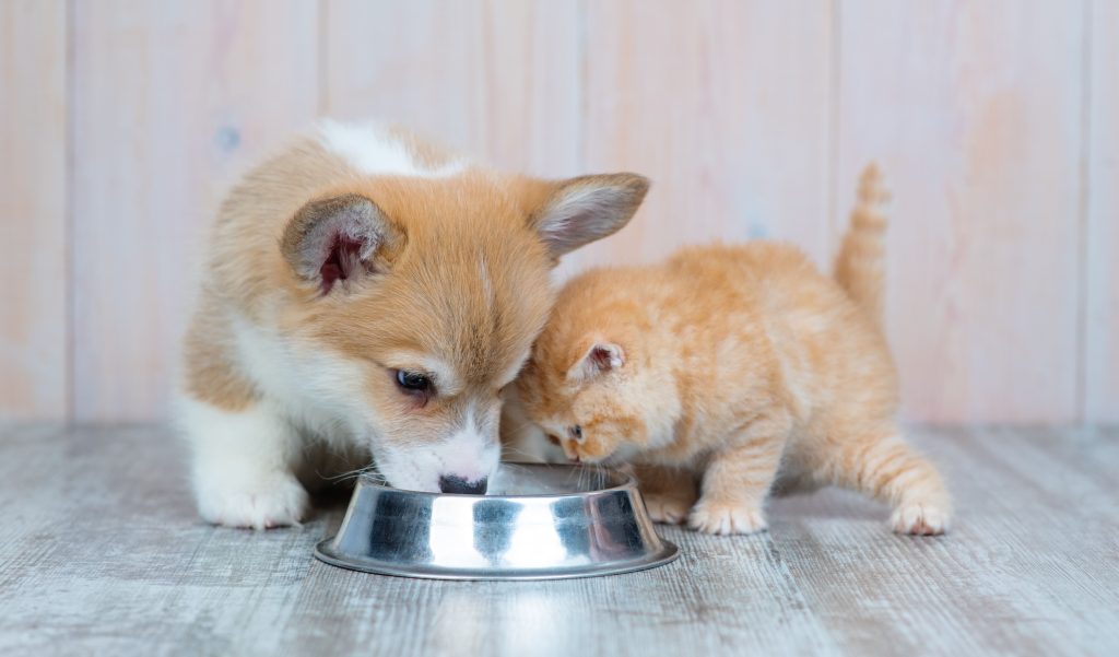 Cão e gato filhote comendo juntos no mesmo comedouro