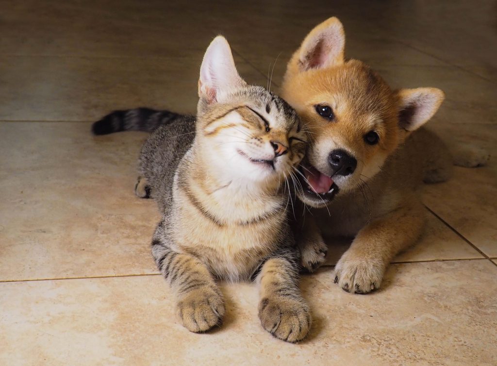 Cão filhote brincando com gato filhote