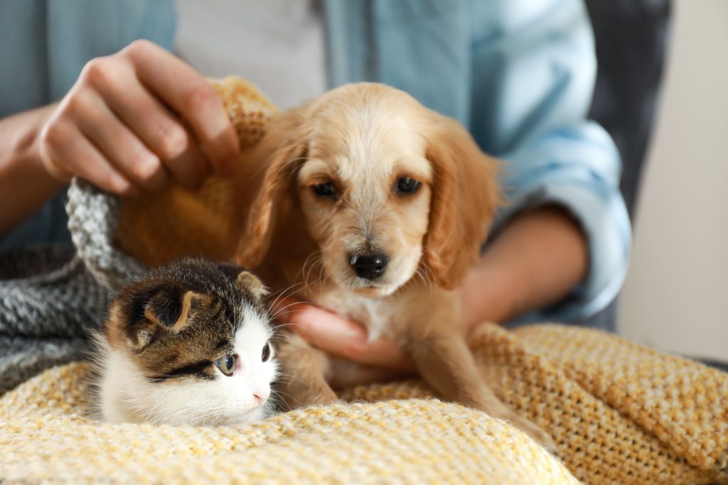 Cão e gato filhotes no colo da tutora