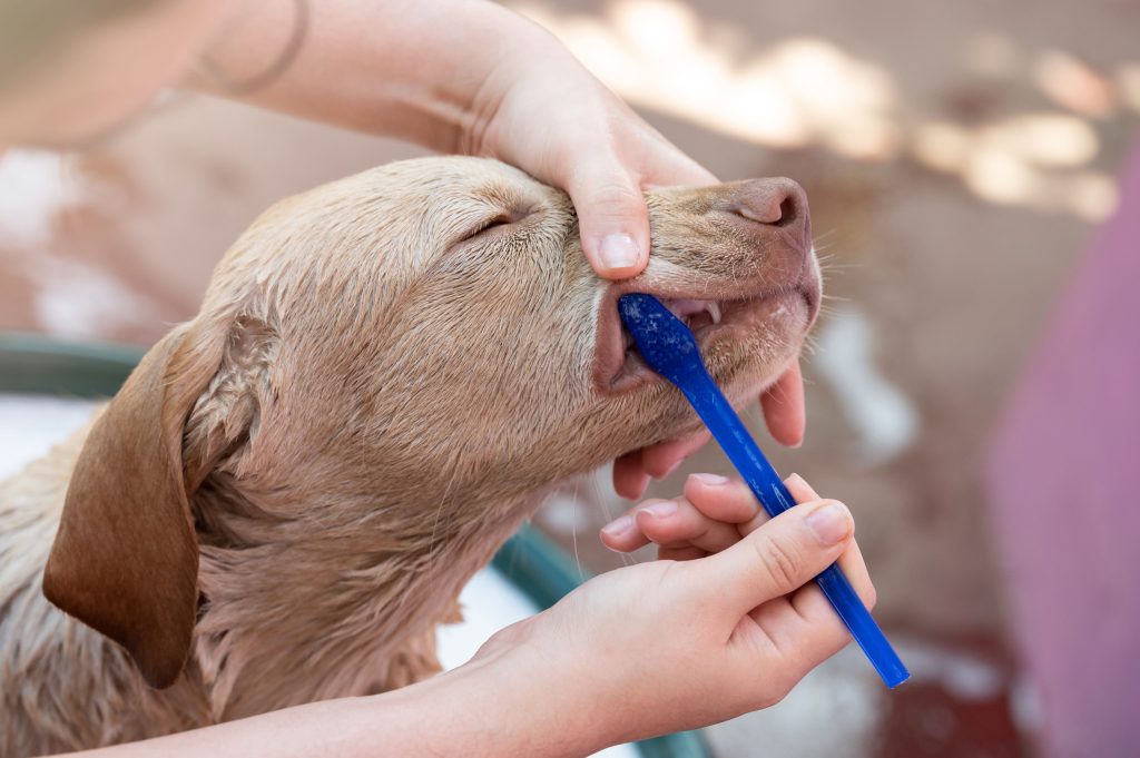 Cão recebendo escovação nos dentes