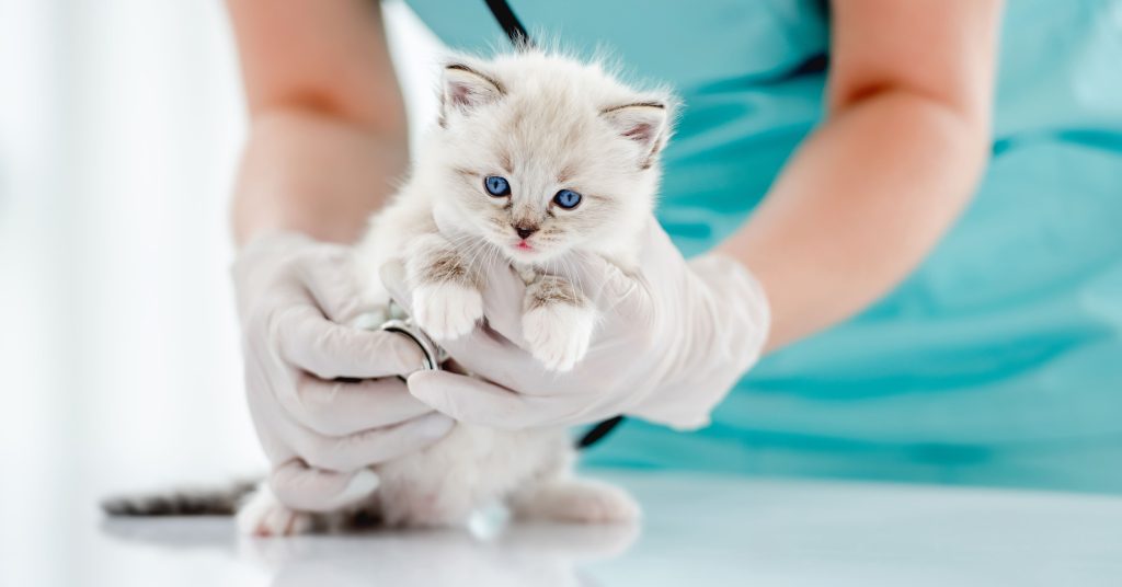 Gato filhote no veterinário