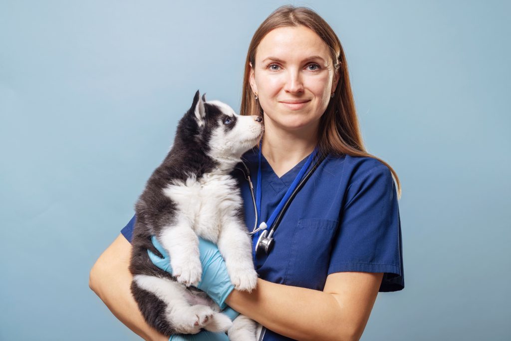 Husky na visita ao médico-veterinário