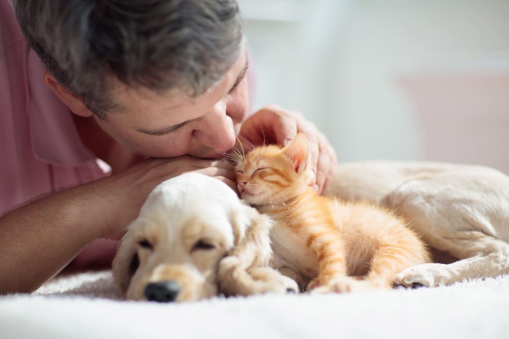 Cão e gato filhote com seu tutor