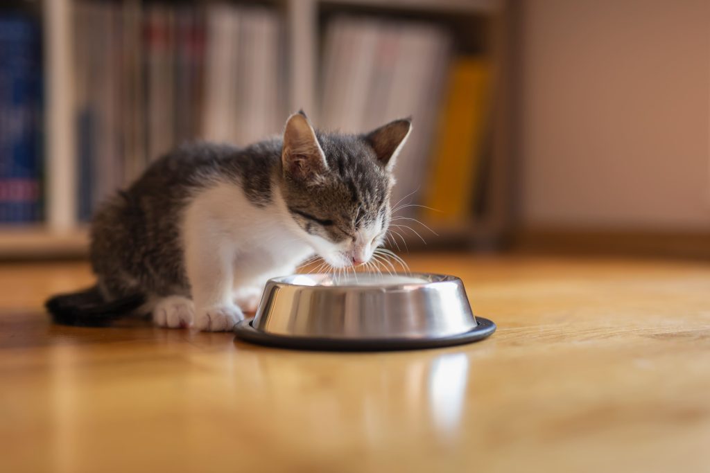 Gato filhote comendo em tigela de comida