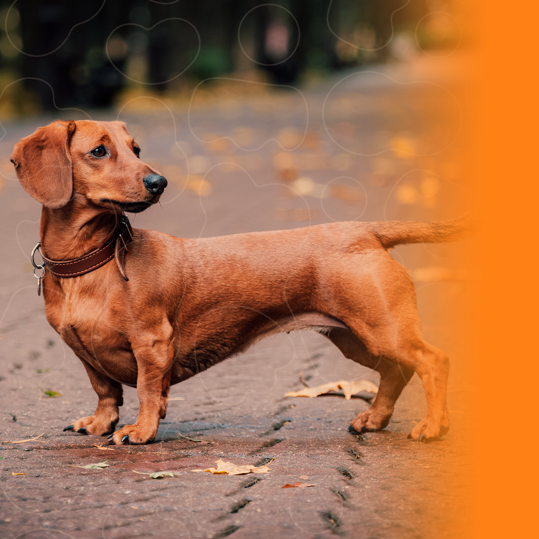 Dachshund na rua