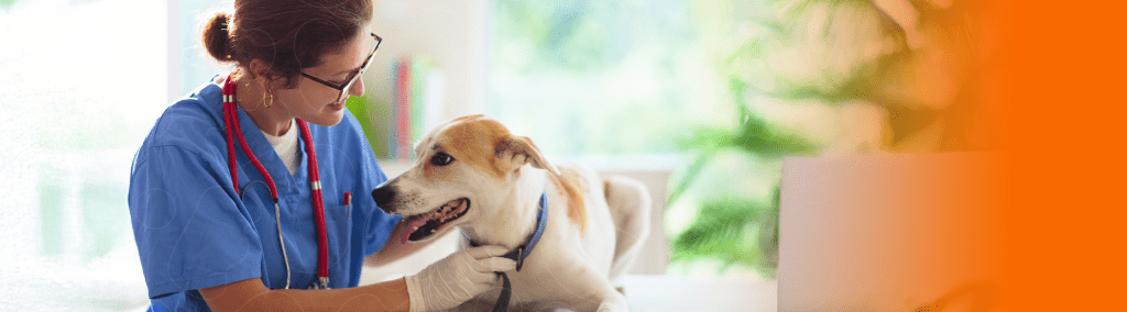 Cão com veterinário pós castração