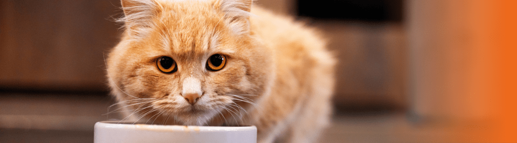melhor ração para gatos