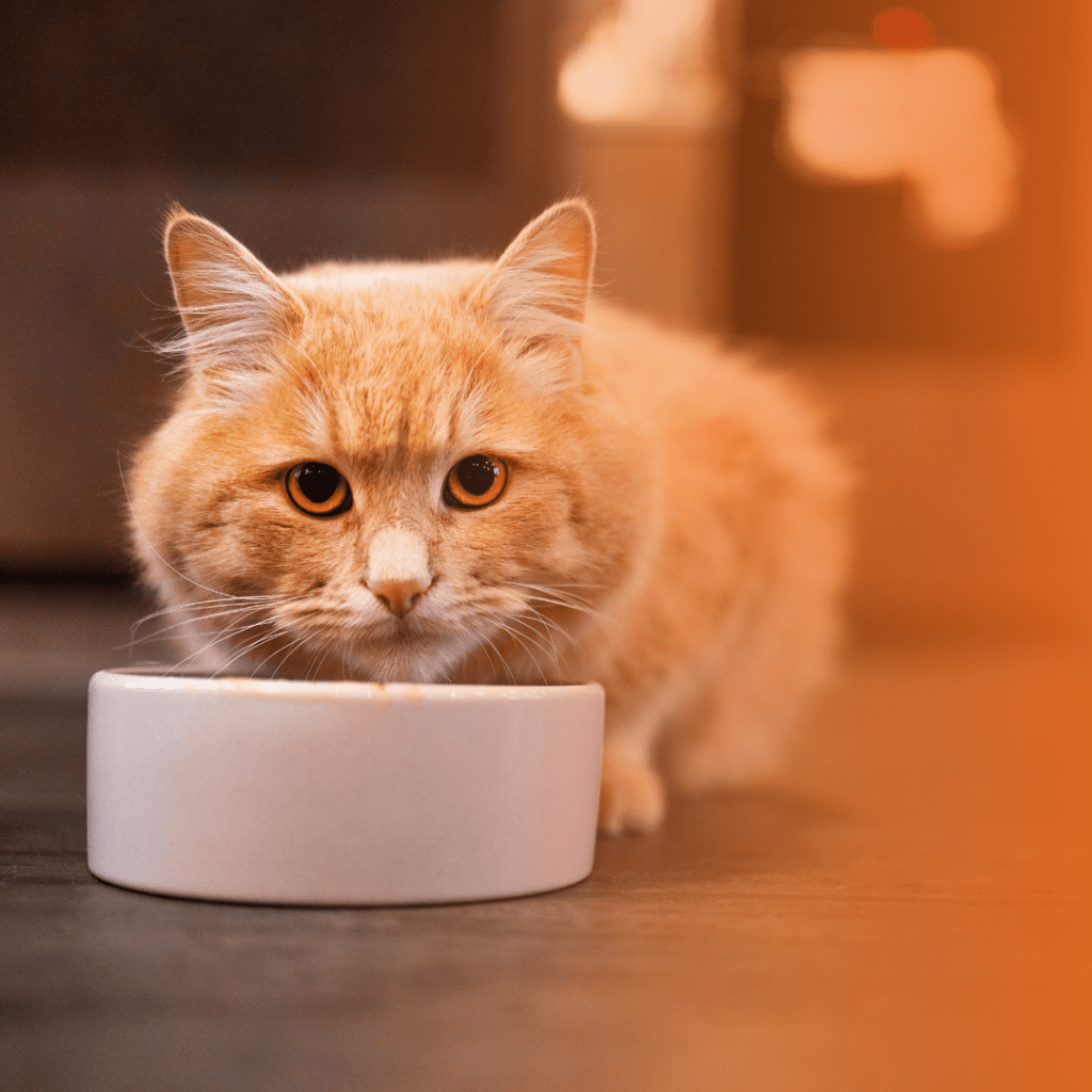 melhor ração para gatos