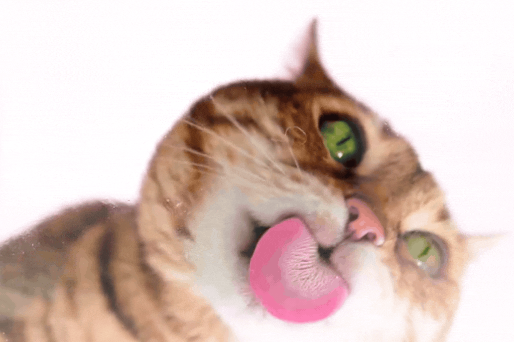 melhor ração para gatos