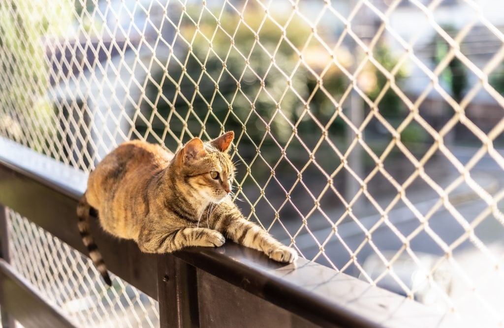 Gato em apartamento