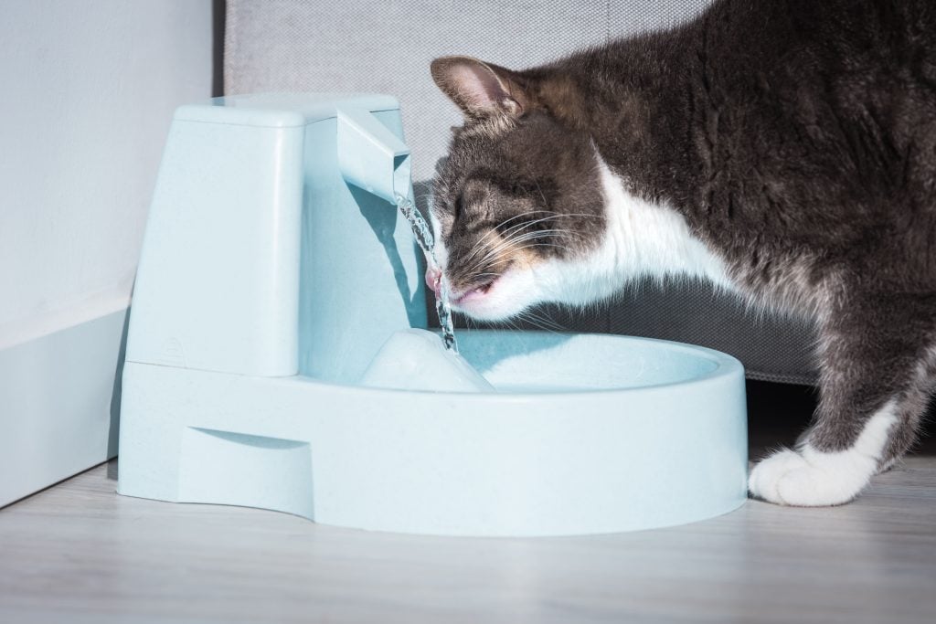 Gato bebendo água em bebedouro