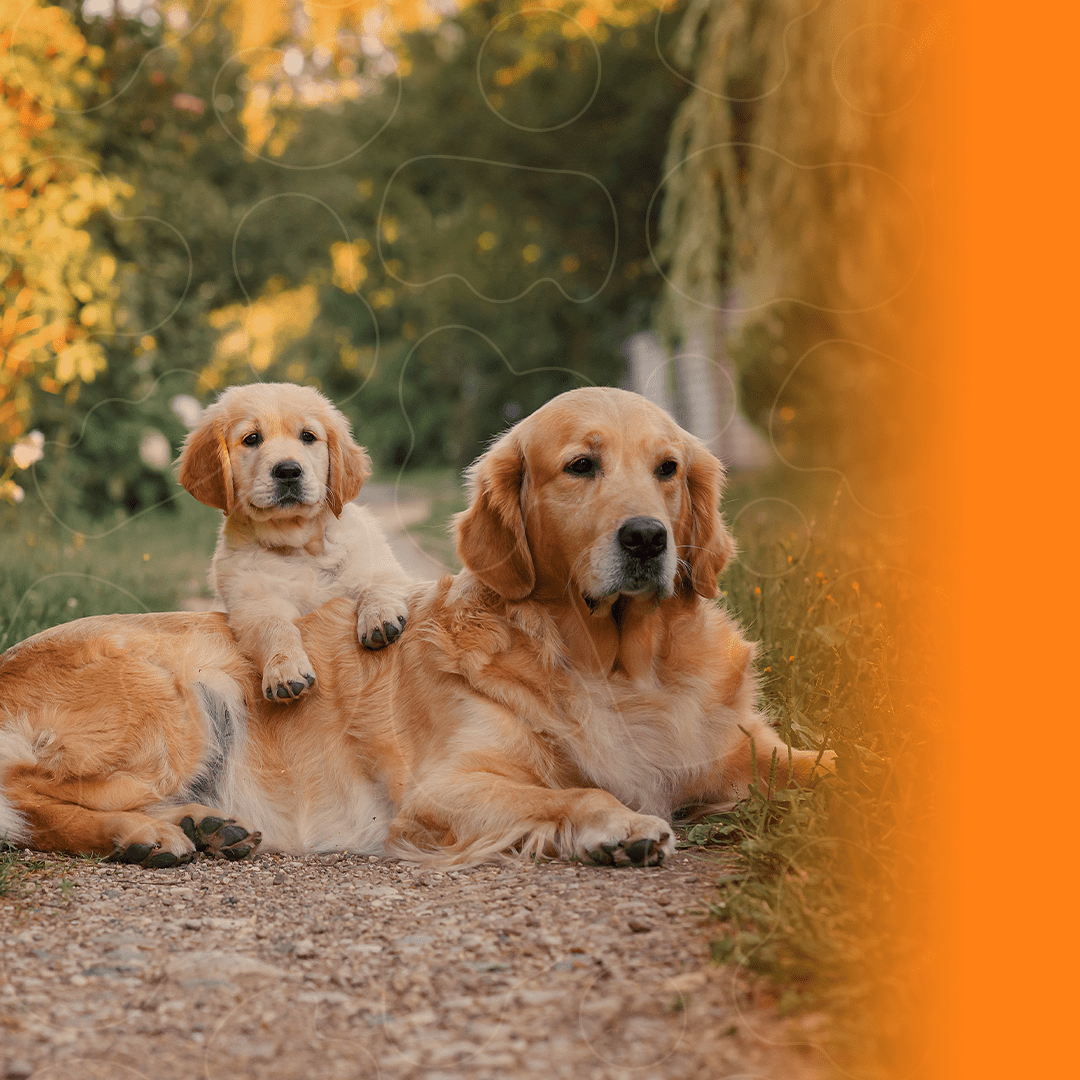 cão filhote e adulto de golden