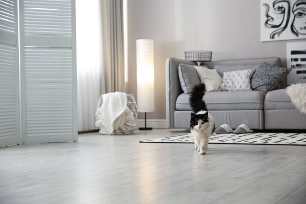 Gato andando pela sala de casa