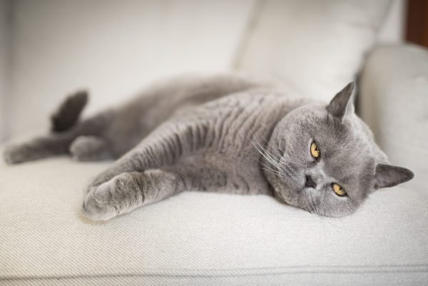 Gato cinza deitado no sofá