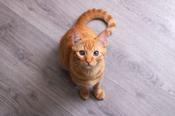 Gato laranja olhando pra cima