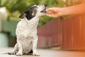 vermífugo para cães