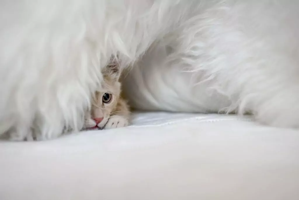 Gato assustado e com medo