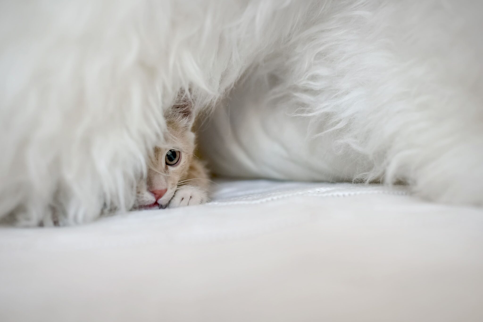 Linguagem corporal dos gatos: entenda todos os sinais!