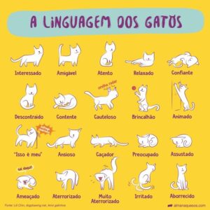 Linguagem corporal dos gatos: entenda todos os sinais!