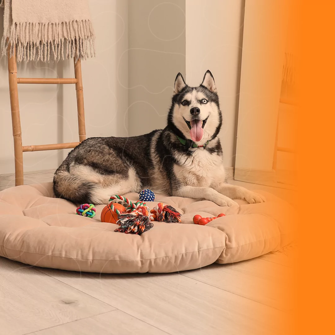 Cão deitado e cercado de brinquedos