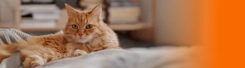 Gato laranja