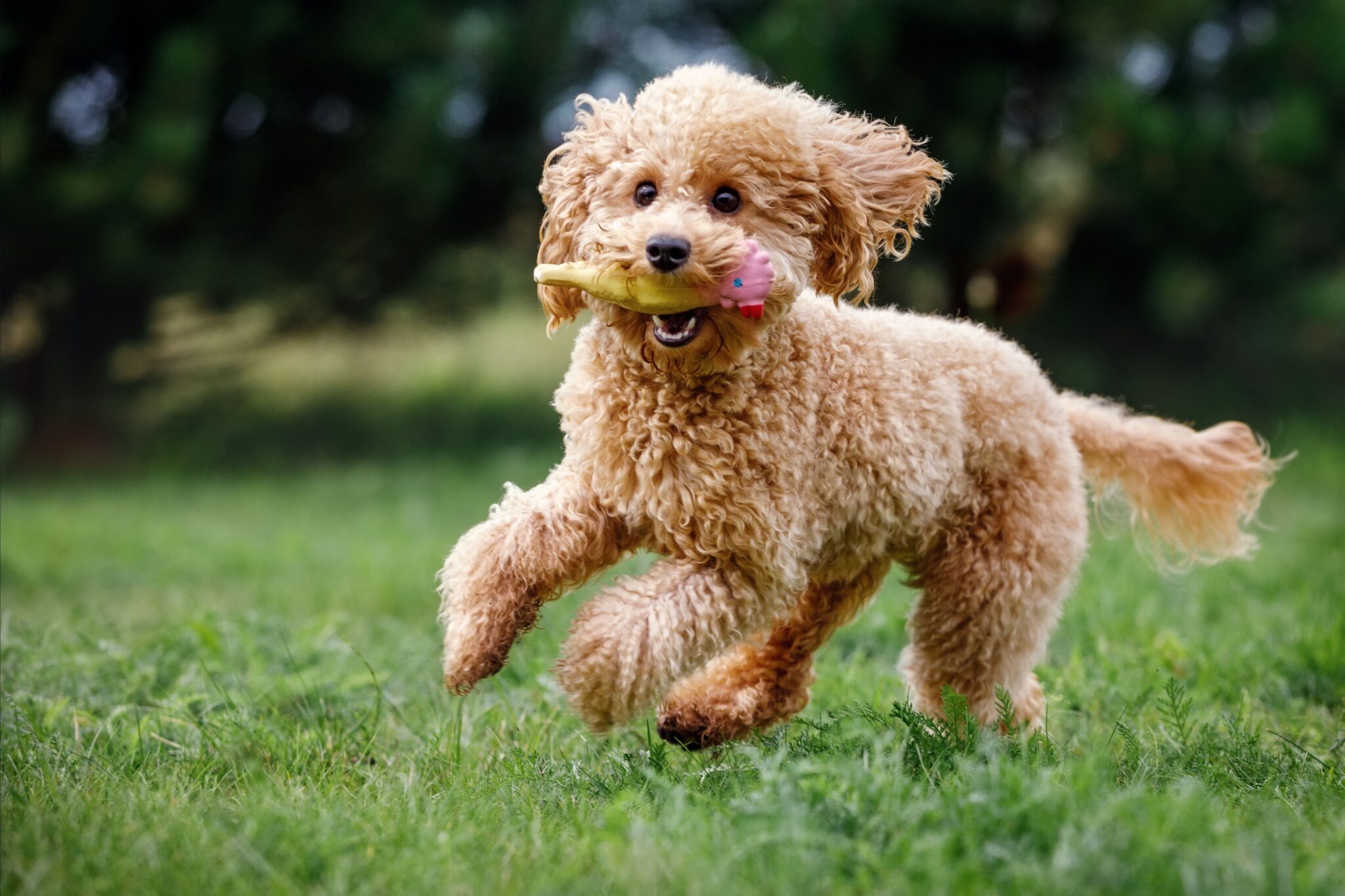 Puddle Pet Poodle: como é o comportamento e características da raça?