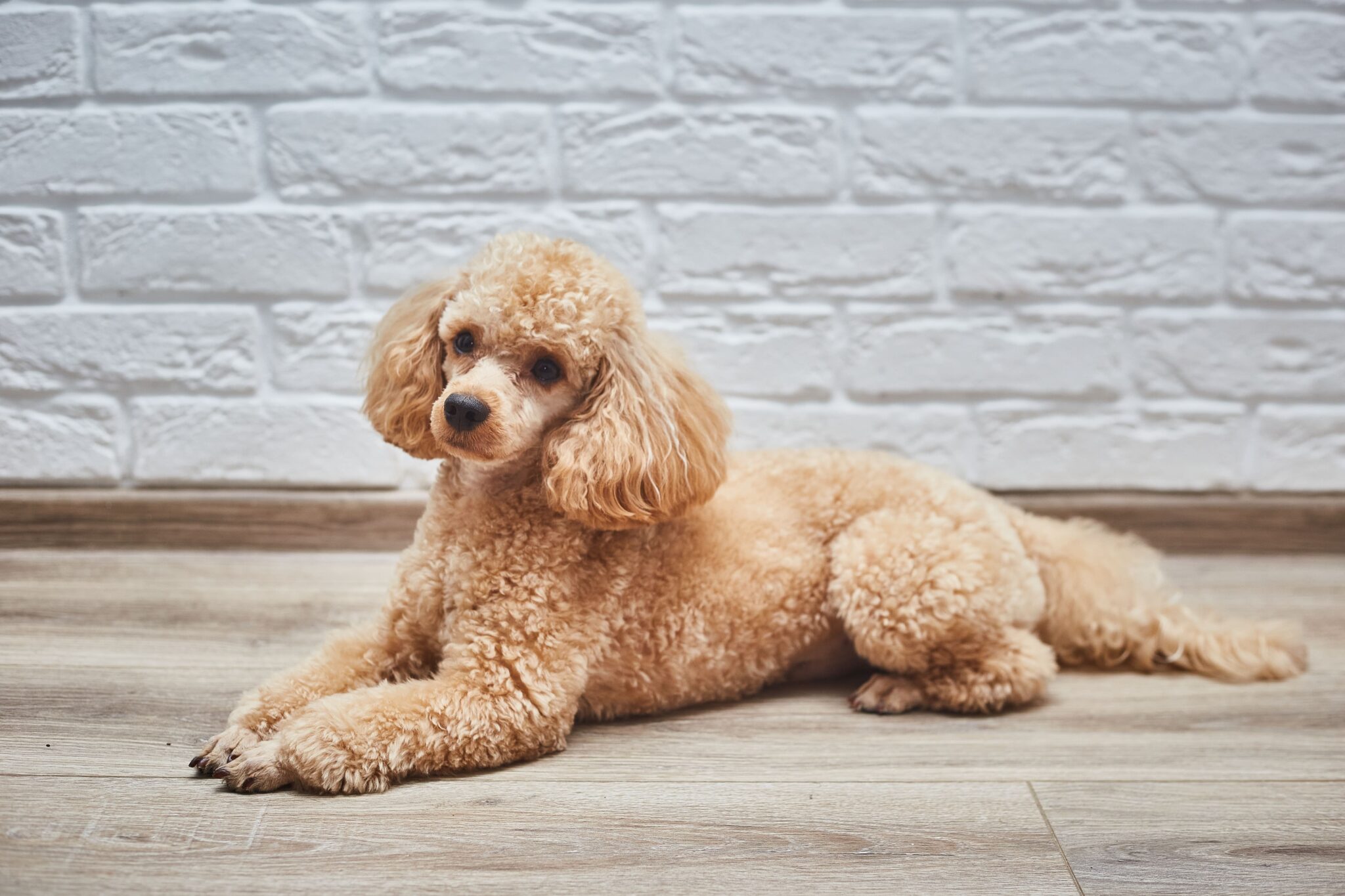 Poodle: como é o comportamento e características da raça?