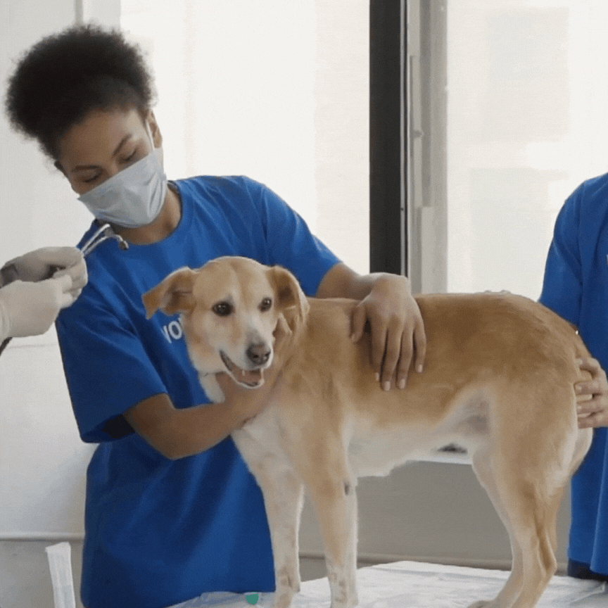 cachorro todo ano